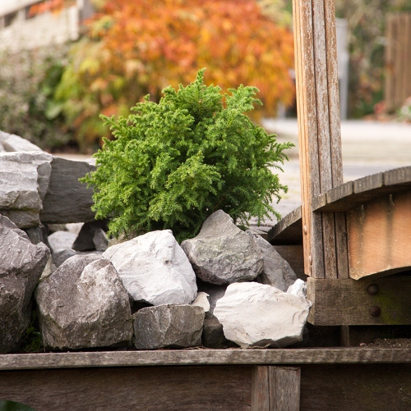 Cryptomeria j. 'Vilmoriniana' - C3 20-25 CM